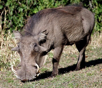 Warthog or Boar