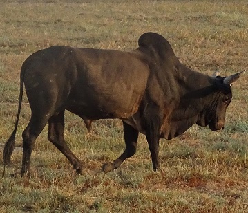 Zebu Bull