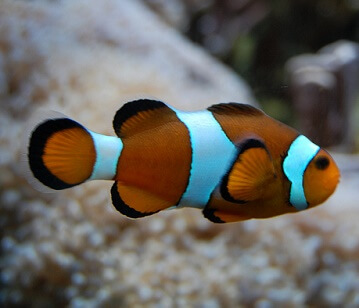 Anemone Fish or Clownfish
