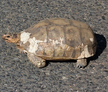 Bowsprit Tortoise