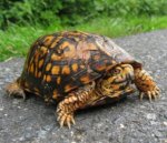 Box Turtle