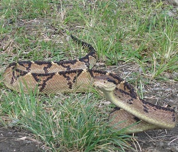 Bushmaster Snake