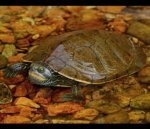 Common Map Turtle : Also known as Northern Map Turtle.