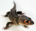 Red-eyed Crocodile Skink : Also known as Casque-headed Skink.