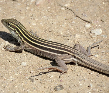 Desert Grassland Whiptail Lizard