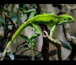 Fiji Banded Iguana