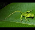 Green Iguana : Also known as Common Iguana or American Iguana.