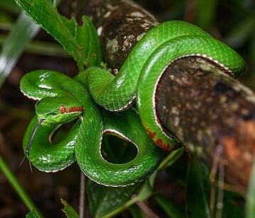 Green Pit Viper