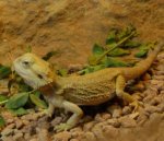 Inland Bearded Dragon : Also known as Central Bearded Dragon.