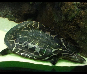 Narrow-headed Softshell Turtle