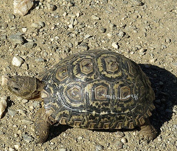 Padloper Tortoise