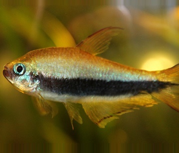 Tetra Fish