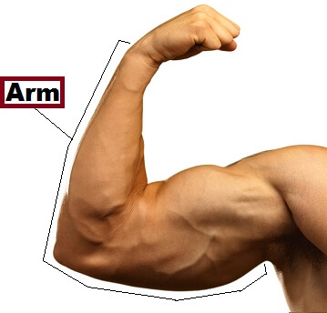 Arm in category of Parts of Body
