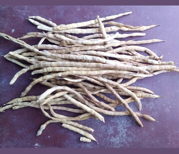 Dry Sangri Pods in category of vegetables
