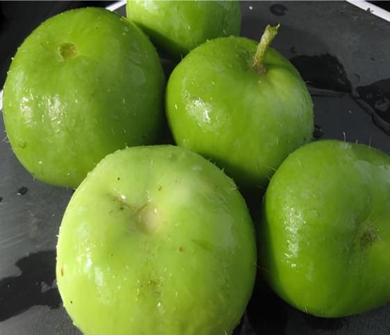 Apple Gourd Apple Gourd in category of vegetables