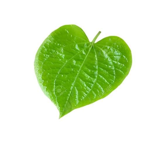 Betel Betel in category of vegetables