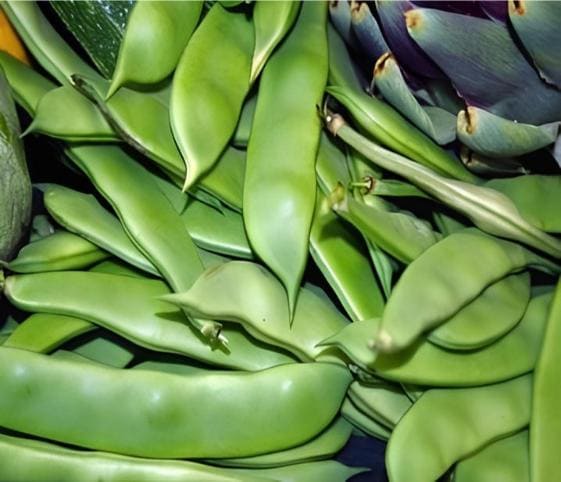 Broad Bean Pods Broad Bean Pods in category of vegetables