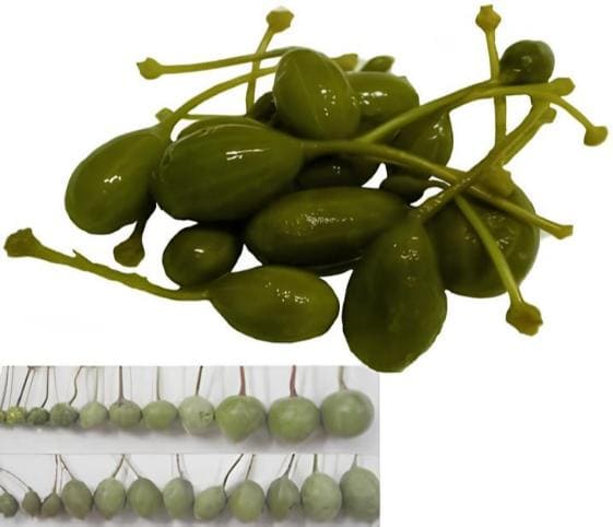 Caperberry Caperberry in category of vegetables