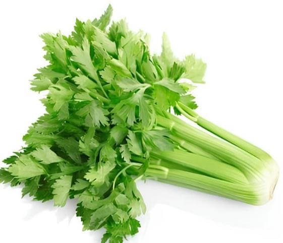 Celery Celery in category of vegetables