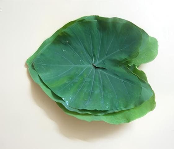 Colocasia Leaves Colocasia Leaves in category of vegetables
