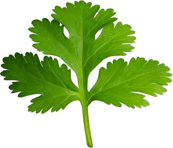 Coriander Leaves Coriander Leaves in category of vegetables