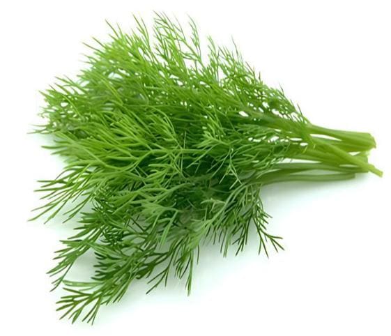 Dill Dill in category of vegetables