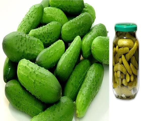 Gherkin Gherkin in category of vegetables