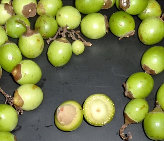 Glue Berry Glue Berry in category of vegetables