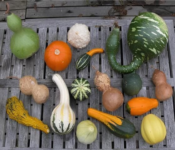 Gourd Gourd in category of vegetables