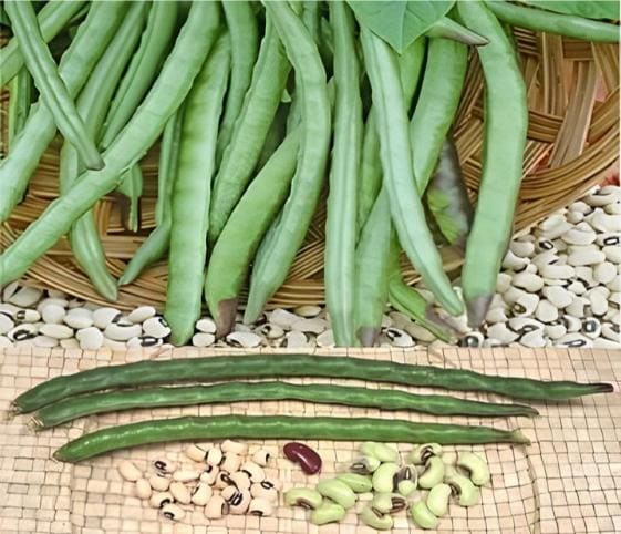 Lobia Bean Pods Lobia Bean Pods in category of vegetables