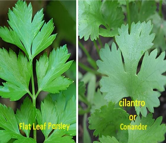 Parsley Leaves Parsley Leaves in category of vegetables
