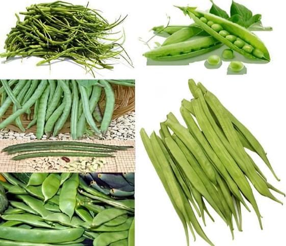 Pod Pod in category of vegetables