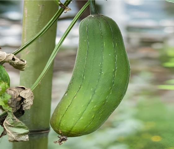 Rag Gourd Rag Gourd in category of vegetables