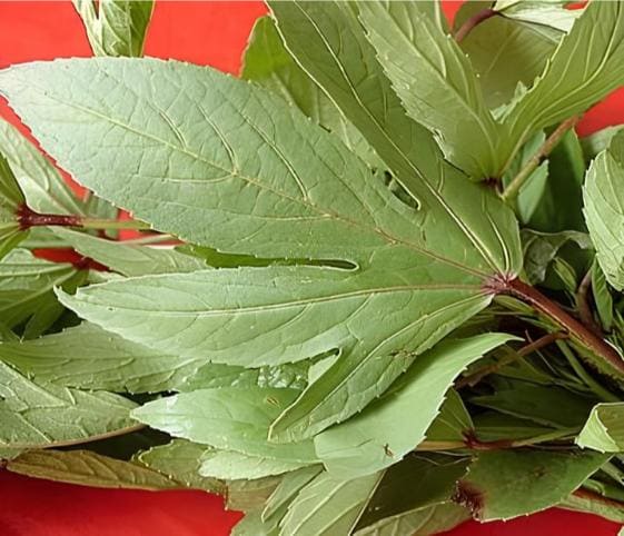 Red Sorrel Leaves Red Sorrel Leaves in category of vegetables