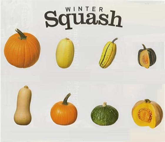 Types of Squash Squash types in category of vegetables
