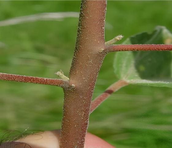 Stem Stem in category of vegetables