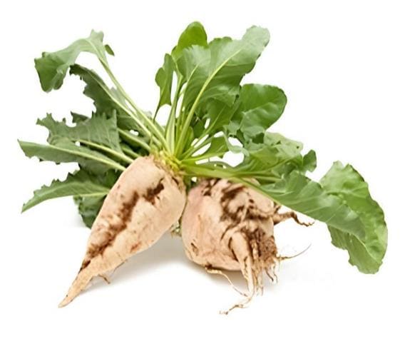 Suger-Beet Sugar-Beet in category of vegetables