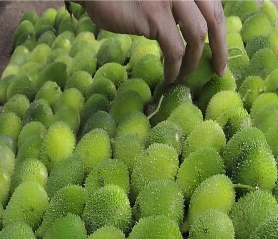Teasel Gourd Teasel Gourd in category of vegetables