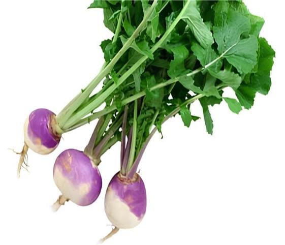Turnip Turnip in category of vegetables