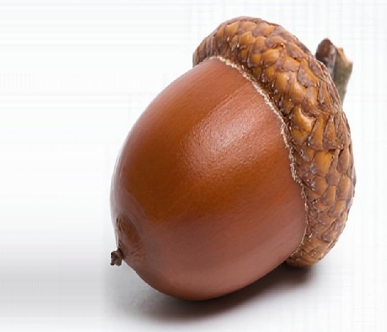 A single acorn displayed against a clean white background.