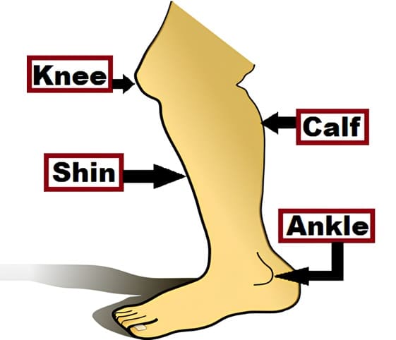 Ankle Detailed illustration of the human foot anatomy.
