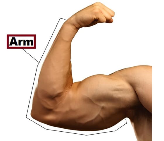 Arm An image of an arm with the word