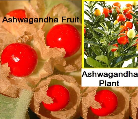 Ashwagandha Depiction of ashwagandha fruit alongside the plant.