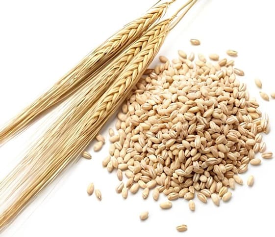 Barley Barley in category of grains and pulses