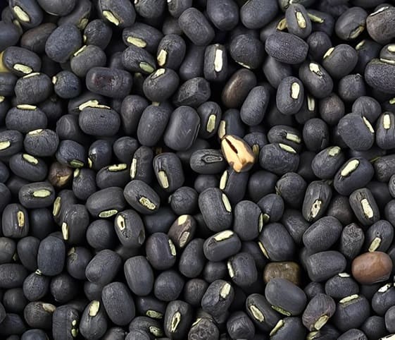 Black Gram Black Gram in category of grains and pulses