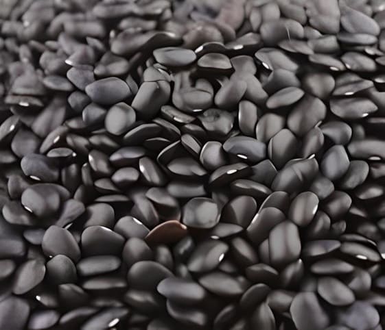 Black Horse Bean A close-up view of Black Horse Beans.