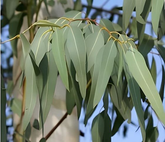 Blue Gum Close-up of a Blue Gum tree showcasing vibrant green leaves.