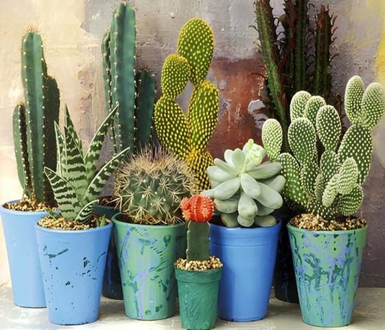Cactus A collection of vibrant cactus plants displayed in blue pots.