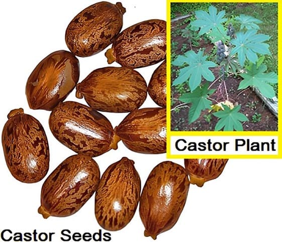 Castor Seeds A detailed view of castor seeds alongside its plant.