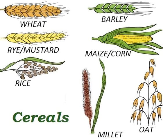 Cereal Cereal in category of grains and pulses